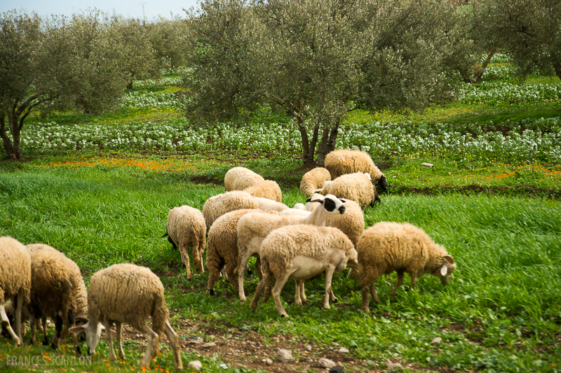 201802_Morocco_Fes_photo-frances-scanlon-04793_sheep